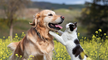 Pet
